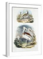 Bustards, 1835-null-Framed Giclee Print