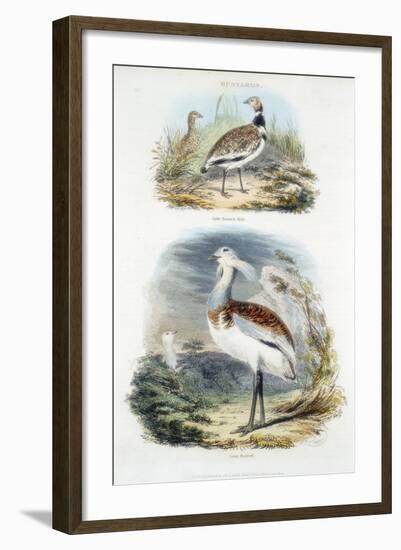 Bustards, 1835-null-Framed Giclee Print