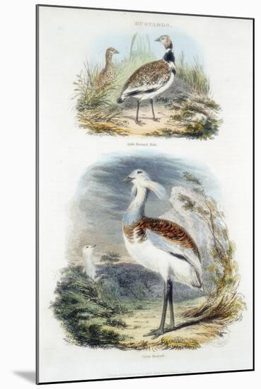 Bustards, 1835-null-Mounted Giclee Print