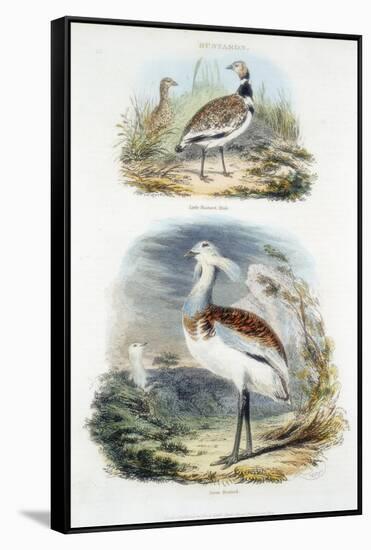 Bustards, 1835-null-Framed Stretched Canvas