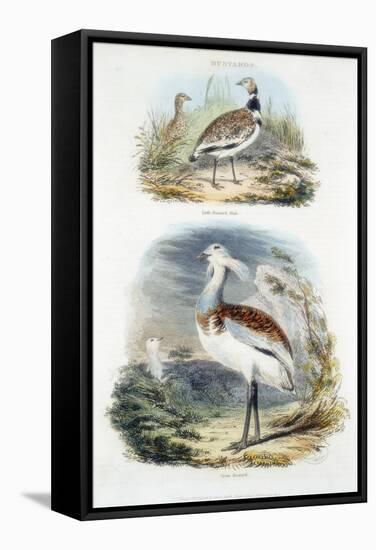 Bustards, 1835-null-Framed Stretched Canvas