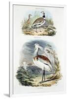 Bustards, 1835-null-Framed Giclee Print