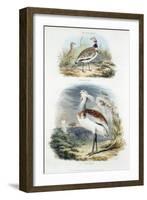 Bustards, 1835-null-Framed Giclee Print