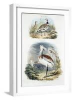 Bustards, 1835-null-Framed Giclee Print