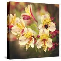 Busy Bee-Lance Kuehne-Stretched Canvas