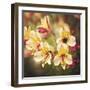 Busy Bee-Lance Kuehne-Framed Photographic Print