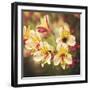 Busy Bee-Lance Kuehne-Framed Photographic Print