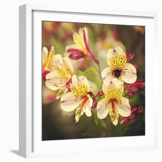 Busy Bee-Lance Kuehne-Framed Photographic Print