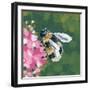 Busy Bee-Yvette St. Amant-Framed Art Print