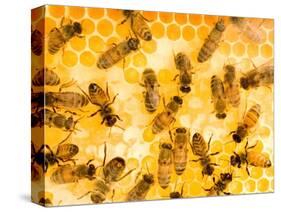 Busy Bees-Ted Horowitz-Stretched Canvas