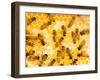 Busy Bees-Ted Horowitz-Framed Premium Photographic Print