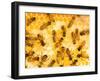 Busy Bees-Ted Horowitz-Framed Premium Photographic Print