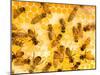 Busy Bees-Ted Horowitz-Mounted Premium Photographic Print