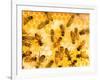 Busy Bees-Ted Horowitz-Framed Photographic Print