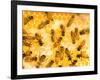 Busy Bees-Ted Horowitz-Framed Photographic Print