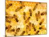 Busy Bees-Ted Horowitz-Mounted Photographic Print