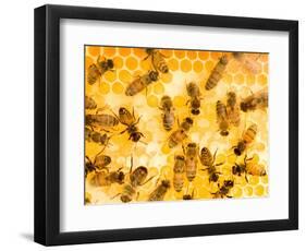 Busy Bees-Ted Horowitz-Framed Photographic Print