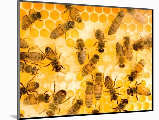 Busy Bees-Ted Horowitz-Mounted Photographic Print