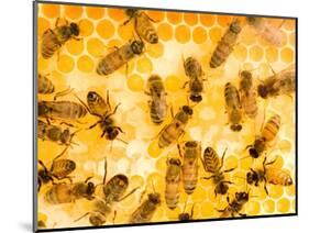 Busy Bees-Ted Horowitz-Mounted Photographic Print
