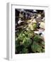 Busy Central Market, Hoi An, Central Vietnam, Vietnam-Gavin Hellier-Framed Photographic Print