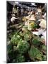 Busy Central Market, Hoi An, Central Vietnam, Vietnam-Gavin Hellier-Mounted Photographic Print