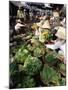 Busy Central Market, Hoi An, Central Vietnam, Vietnam-Gavin Hellier-Mounted Photographic Print