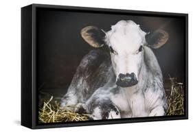 Busy Day Crop-Aledanda-Framed Stretched Canvas