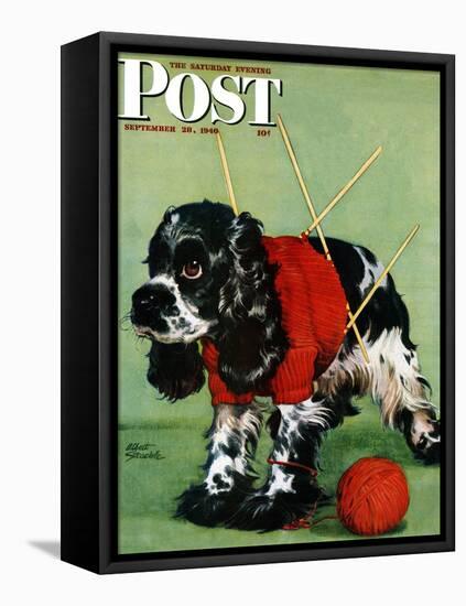 "Butch and Knitted Sweater," Saturday Evening Post Cover, September 28, 1946-Albert Staehle-Framed Stretched Canvas