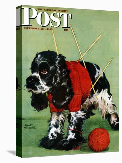 "Butch and Knitted Sweater," Saturday Evening Post Cover, September 28, 1946-Albert Staehle-Stretched Canvas