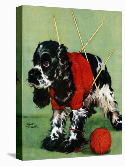 "Butch and Knitted Sweater," September 28, 1946-Albert Staehle-Stretched Canvas