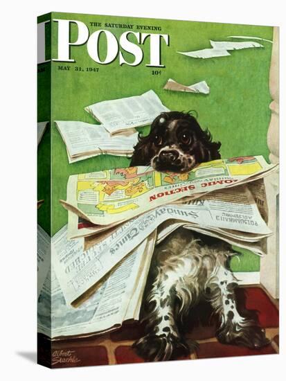 "Butch and the Sunday Paper," Saturday Evening Post Cover, May 31, 1947-Albert Staehle-Stretched Canvas