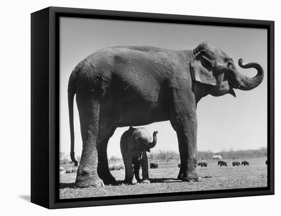 Butch, Baby Female Indian Elephant in the Dailey Circus, Standing Beneath Full Size Elephant-Cornell Capa-Framed Stretched Canvas