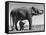 Butch, Baby Female Indian Elephant in the Dailey Circus, Standing Beneath Full Size Elephant-Cornell Capa-Framed Stretched Canvas