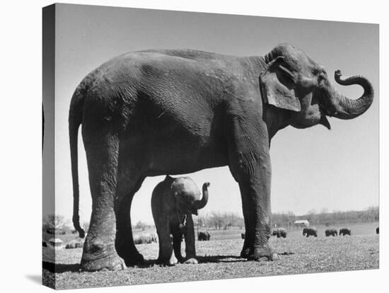 Butch, Baby Female Indian Elephant in the Dailey Circus, Standing Beneath Full Size Elephant-Cornell Capa-Stretched Canvas