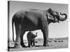 Butch, Baby Female Indian Elephant in the Dailey Circus, Standing Beneath Full Size Elephant-Cornell Capa-Stretched Canvas