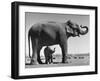 Butch, Baby Female Indian Elephant in the Dailey Circus, Standing Beneath Full Size Elephant-Cornell Capa-Framed Premium Photographic Print