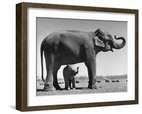 Butch, Baby Female Indian Elephant in the Dailey Circus, Standing Beneath Full Size Elephant-Cornell Capa-Framed Photographic Print