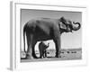 Butch, Baby Female Indian Elephant in the Dailey Circus, Standing Beneath Full Size Elephant-Cornell Capa-Framed Photographic Print