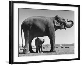 Butch, Baby Female Indian Elephant in the Dailey Circus, Standing Beneath Full Size Elephant-Cornell Capa-Framed Photographic Print