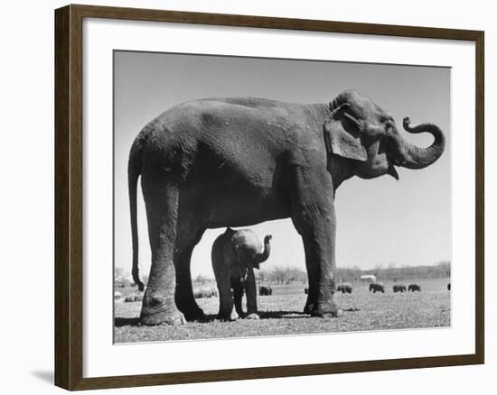 Butch, Baby Female Indian Elephant in the Dailey Circus, Standing Beneath Full Size Elephant-Cornell Capa-Framed Photographic Print