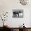 Butch, Baby Female Indian Elephant in the Dailey Circus, Standing Beneath Full Size Elephant-Cornell Capa-Mounted Photographic Print displayed on a wall