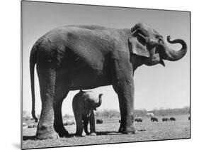 Butch, Baby Female Indian Elephant in the Dailey Circus, Standing Beneath Full Size Elephant-Cornell Capa-Mounted Photographic Print