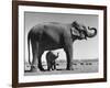 Butch, Baby Female Indian Elephant in the Dailey Circus, Standing Beneath Full Size Elephant-Cornell Capa-Framed Photographic Print