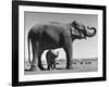 Butch, Baby Female Indian Elephant in the Dailey Circus, Standing Beneath Full Size Elephant-Cornell Capa-Framed Photographic Print