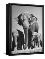 Butch, Baby Female Indian Elephant-Cornell Capa-Framed Stretched Canvas