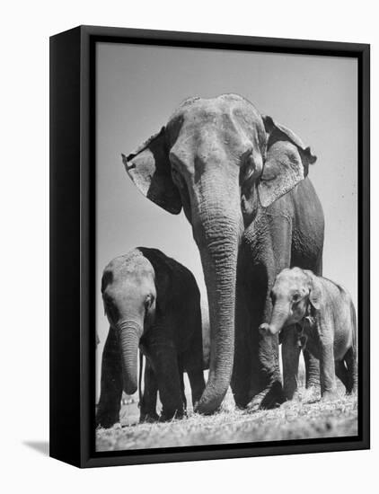 Butch, Baby Female Indian Elephant-Cornell Capa-Framed Stretched Canvas