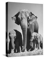 Butch, Baby Female Indian Elephant-Cornell Capa-Stretched Canvas