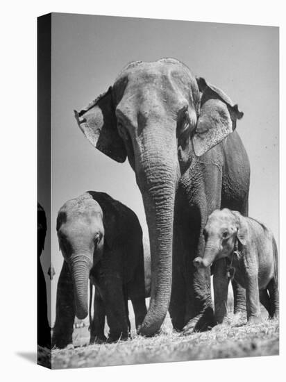 Butch, Baby Female Indian Elephant-Cornell Capa-Stretched Canvas