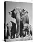 Butch, Baby Female Indian Elephant-Cornell Capa-Stretched Canvas