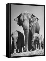 Butch, Baby Female Indian Elephant-Cornell Capa-Framed Stretched Canvas